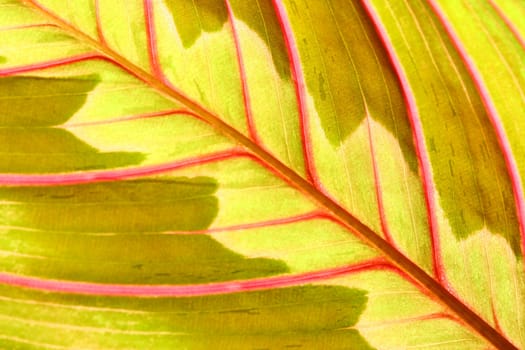 red leaf macro close up