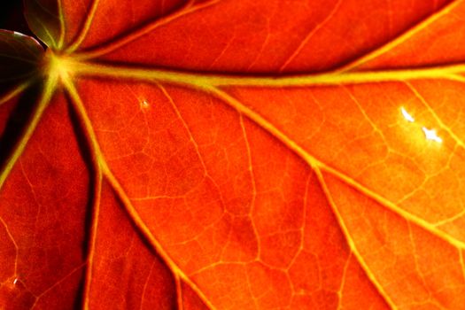 red leaf macro texture