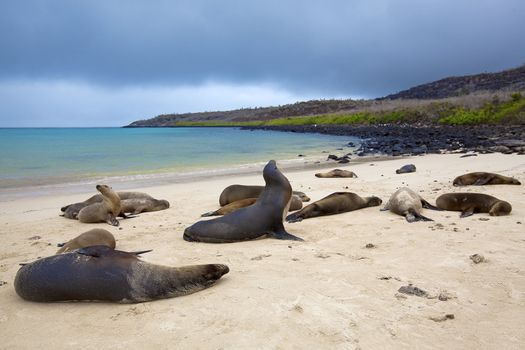 Sea lion colony on Santa Fe island, Galapagos