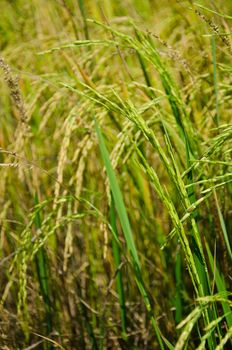 Spike in the fields that are rich in nutrients.