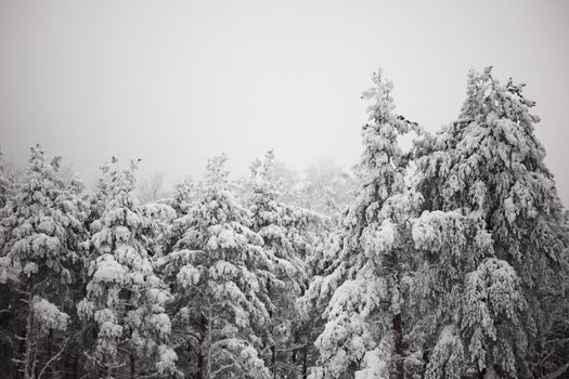 winter trees on snow white background