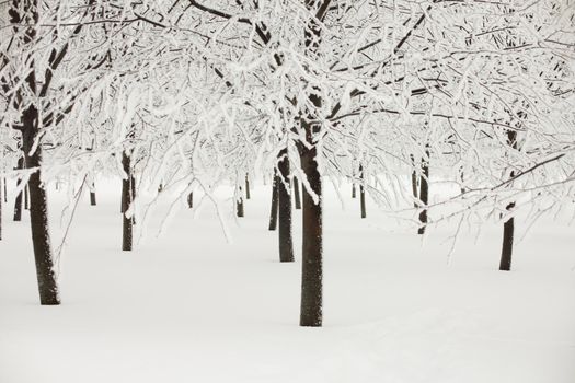 winter trees on snow white background