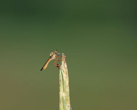 Robber Fly eating prey on a grass stem.
