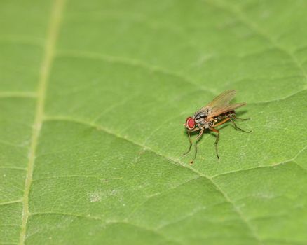 A fly perched on a green leaf.