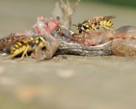 Yellowjacket wasp collecting protein from a dead frog for larvae back at the nest.