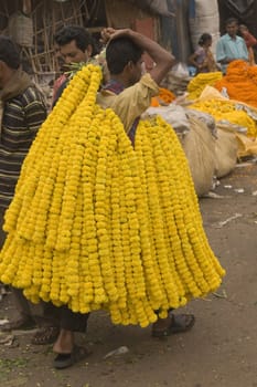 Man carrying garlands of yellow flowers at the flower market in Kolkata West Bengal India.