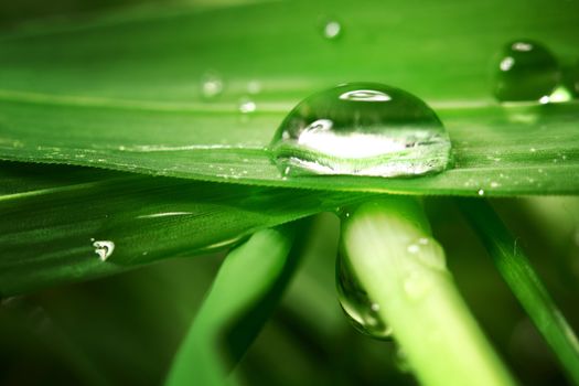 drop on grass macro close 