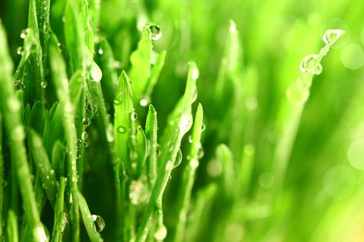 water drops on grass blade nature background