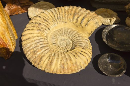 Image of a big ammonite prehistoric fossil.