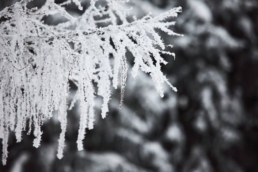  winter trees on snow white background