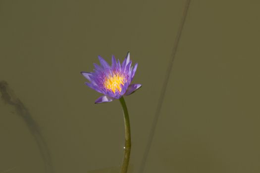 purple water lily on the lake