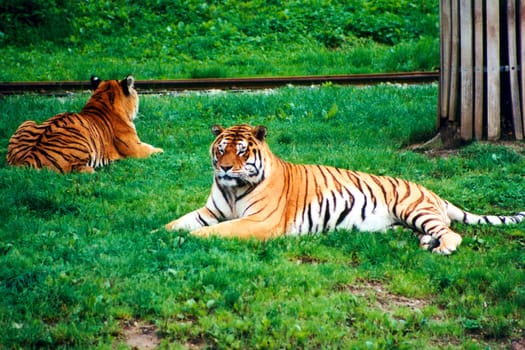 Tigers in a zoo in belgium