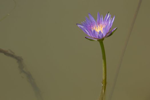 purple water lily on the lake