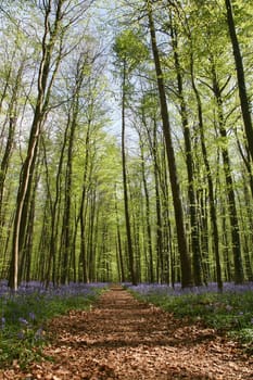 Bluebell in the forest of Halle - in Belgium - very famous for its blue flowers in May