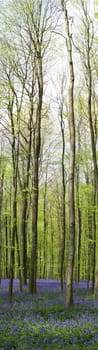 Bluebell in the forest of Halle - in Belgium - very famous for its blue flowers in May