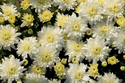 Bunch of white and yellow chrysanthemums in a garden