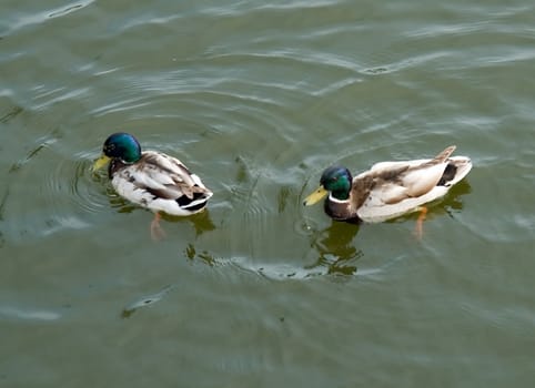 Ducks. Two drakes float on the river.