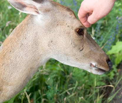 Small deer. A hand irons on a head of a deer.