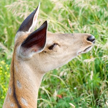 A small deer was guarded. The lifted ears. The guarded sight.