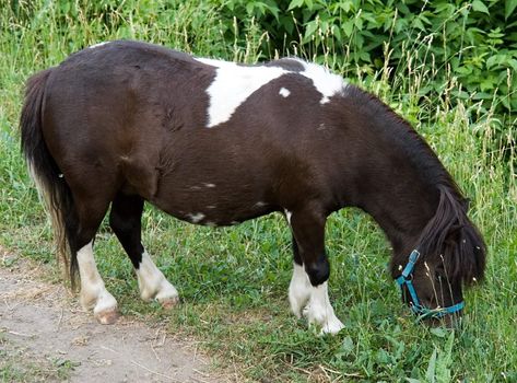 The brown-white pony burns a grass in city park.