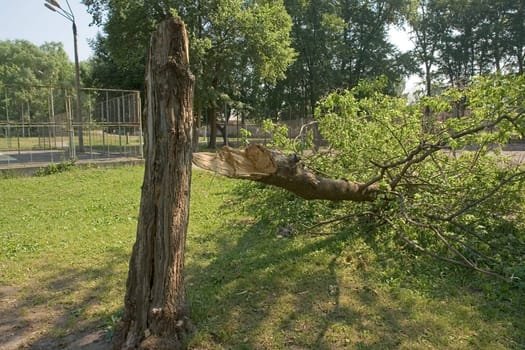 After a storm. The broken tree in city park.