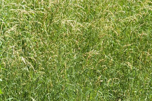 Texture. A green meadow grass, burnt a hot summer sun.