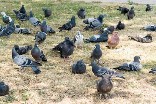 Summer. Pigeon flight has a rest in a shadow of a tree in park.
