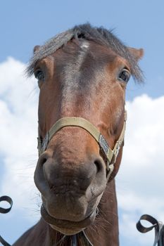 Big muzzle. The horse looks in an objective with blue sky at background.