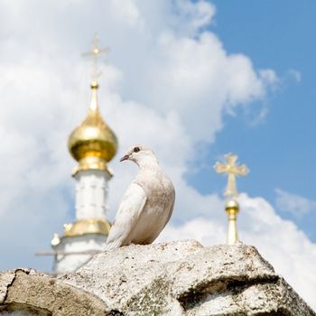 White pigeon with church domes and blue sky at background