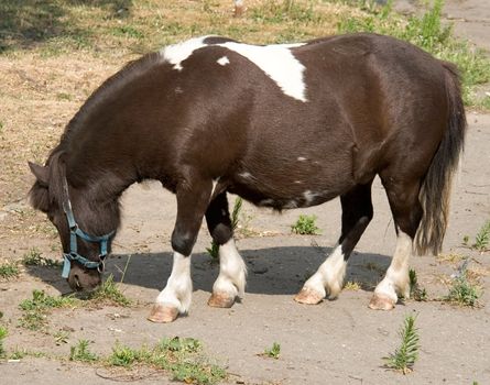 The brown-white pony burns a grass in city park.