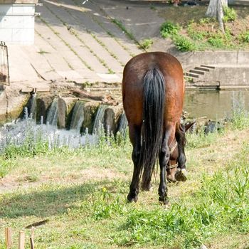 Tail of a brown horse with river at background