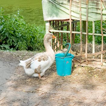 A big goose and his favourite bucket with meal.