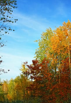 Autumn colourful field among trees