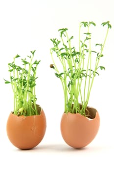 nature concepts two egg cracked end plants growing inside isolated on white background
