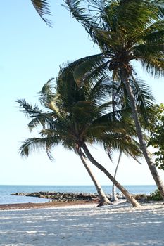 Palm trees on a beach blowing in the wind.