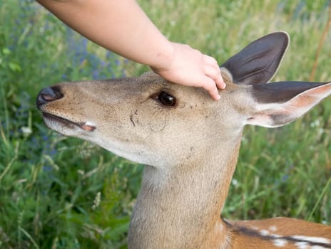 Small deer. A hand irons on a head of a deer.