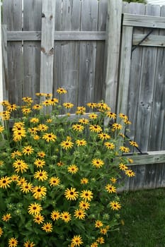 A patch of brown eyed susans grows in front of a weathered fence.