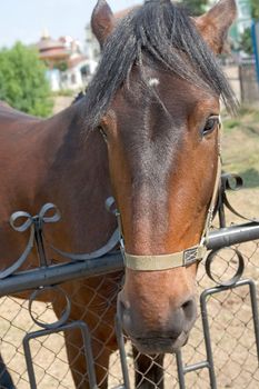 Big muzzle. The horse looks in an objective with blue sky at background.