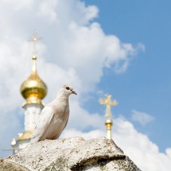 White pigeon with church domes and blue sky at background