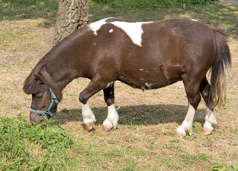 The brown-white pony burns a grass in city park.