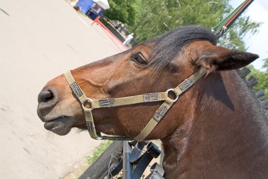 The brown horse has put out a muzzle for a fence.