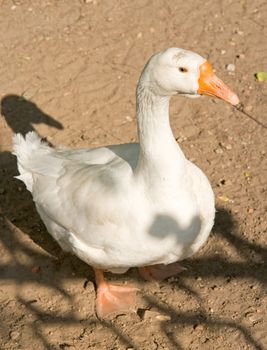 The white goose with an orange beak
