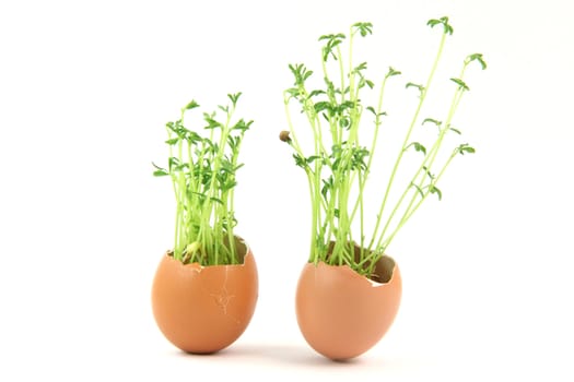 nature concepts two egg cracked end plants growing inside isolated on white background