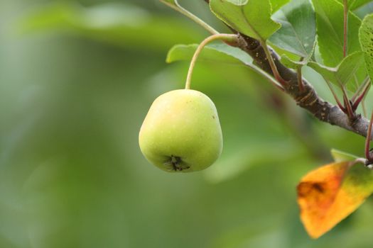 Green apple on the branch