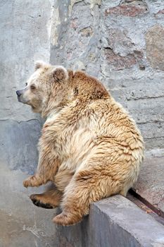 Funny pose of the sitting bear