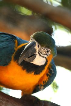 Close up of the ara parrot