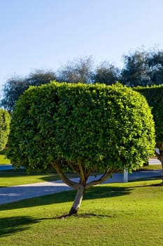 View of beautiful park in Dubai, UAE