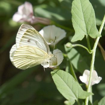 White butterfly gathers pollen on the white flower