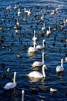 Birds in Stockholm City