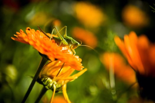 Green grasshopper sitting on orange flower